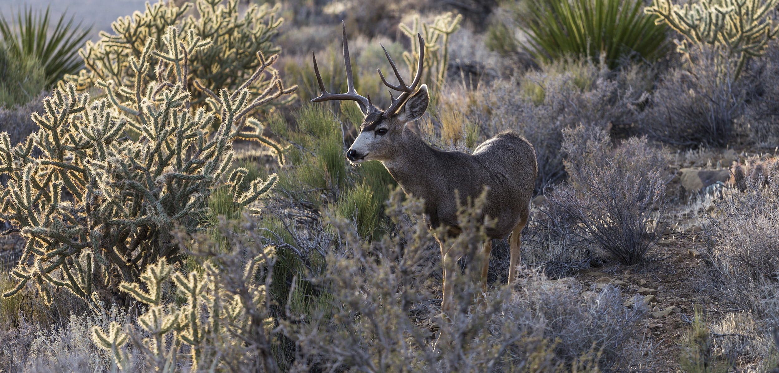 Mule deer buck in velvet